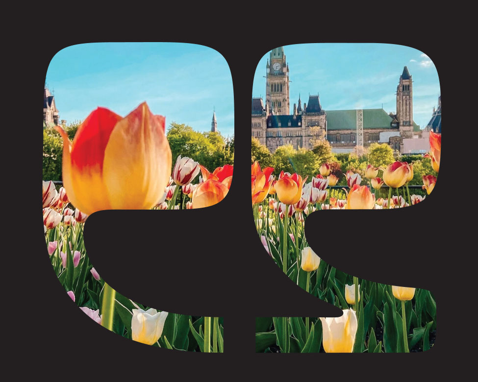 cs_tulips